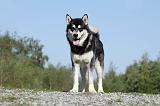 ALASKAN MALAMUTE 391